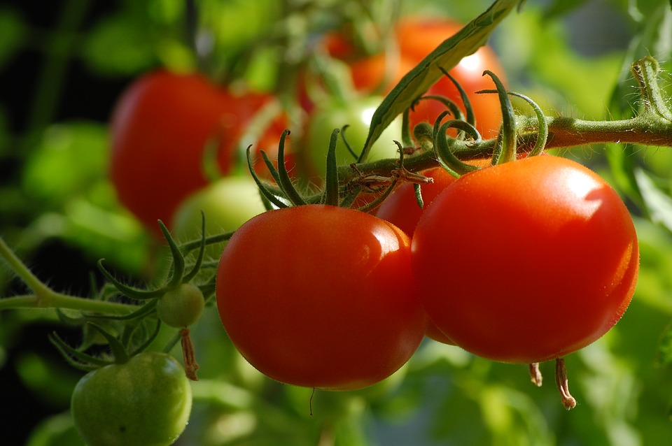 Simple Measures To Grow Tomato Plant Organically - 101 Gardening Tips